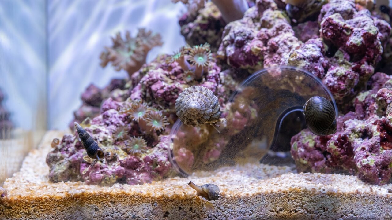 Mixed reef tank snails - trochus, nerite, and cerith grazing on aquarium glass