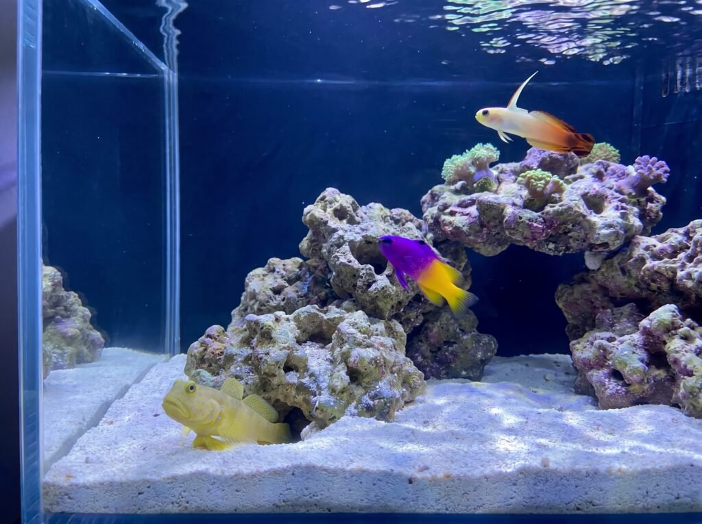 yellow watchman goby, royal gramma, and firefish goby occupying separate reef tank zones