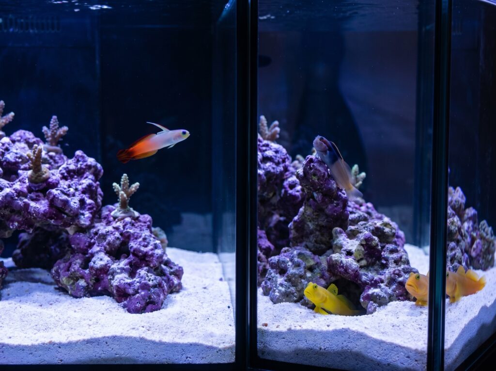 two contrasting 20-gallon reef tank stocking styles showing firefish and watchman goby