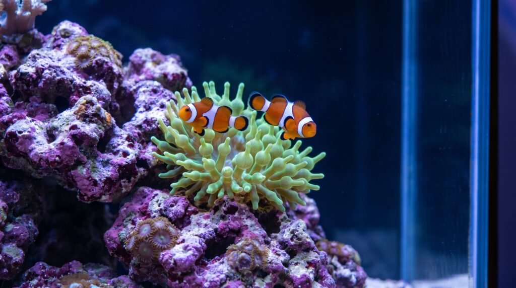 pair of clownfish guarding their anemone territory in a reef tank