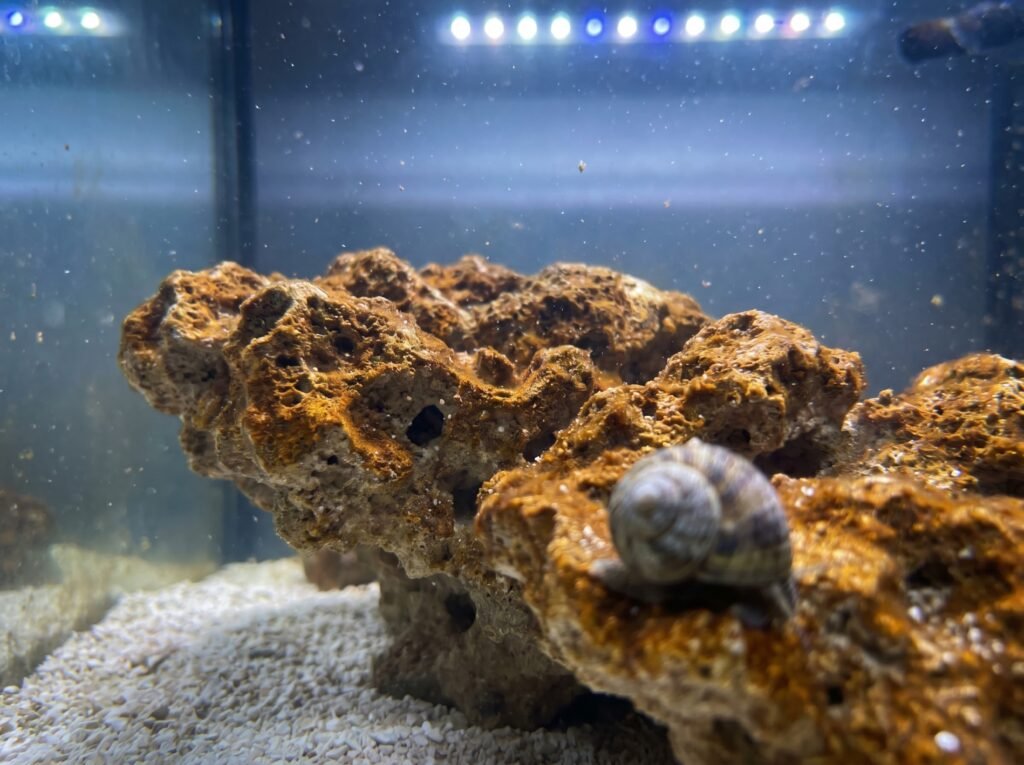Reef tank rock coated in brown diatom film during the normal ugly stage of a new tank