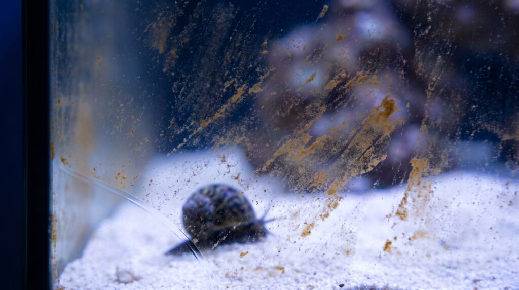 brown diatom film on reef tank glass during the normal new tank ugly stage