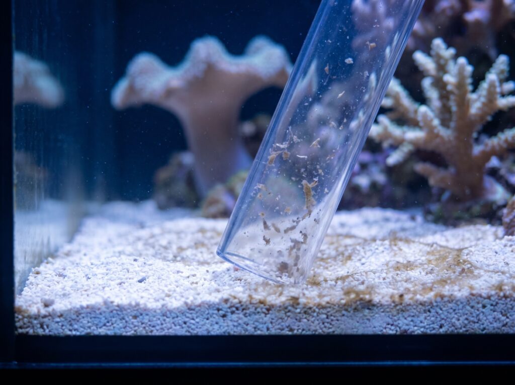 close-up of siphon removing surface detritus from reef tank sand bed