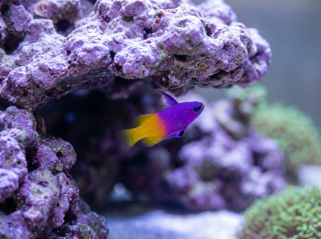 Royal gramma hovering upside down beneath a live rock ledge, showing its purple and yellow coloration