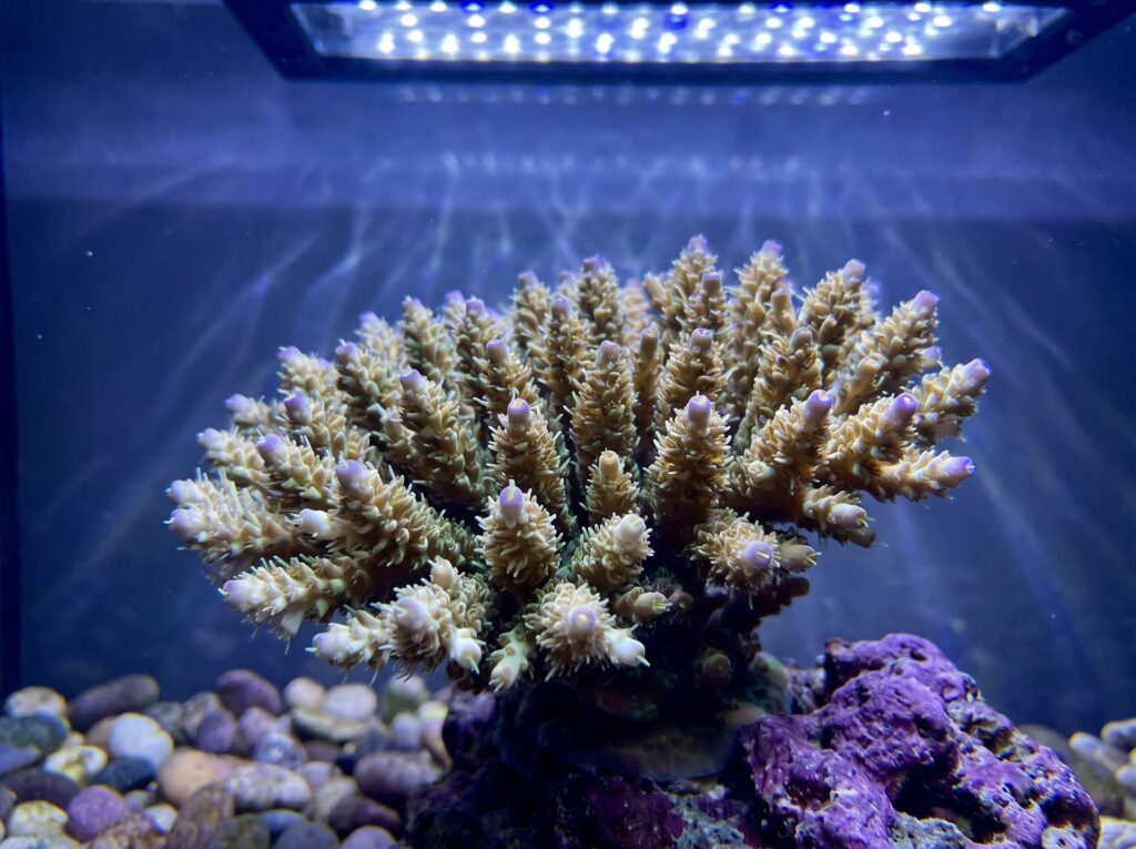 healthy SPS coral with full polyp extension in a stable-chemistry reef tank