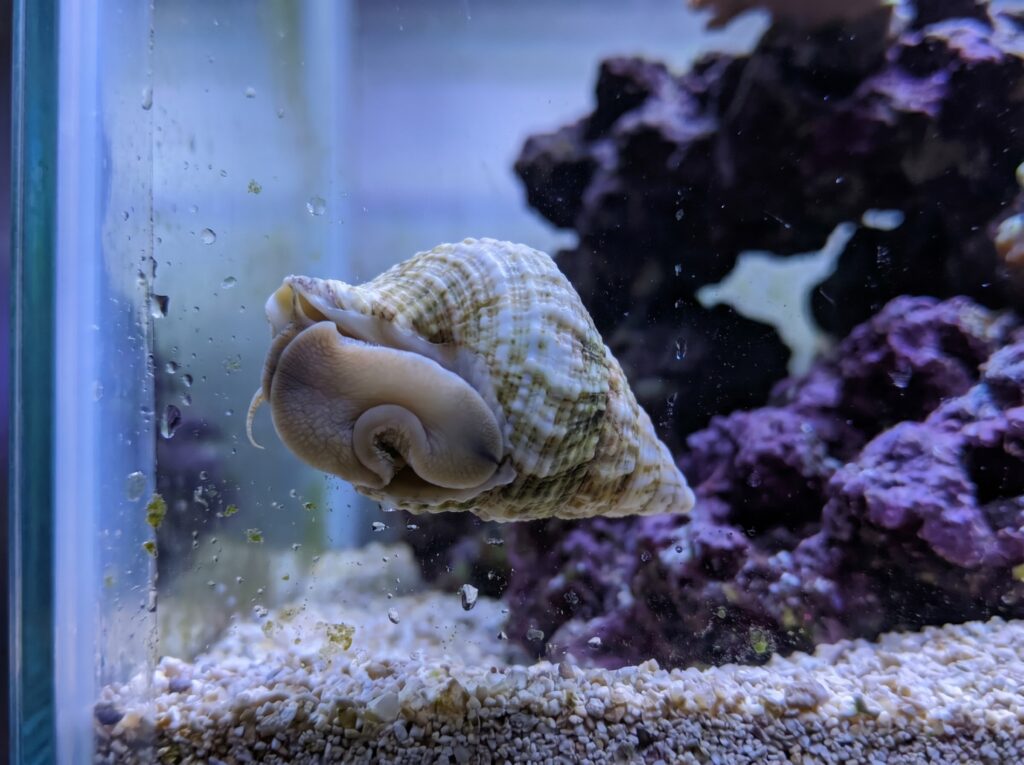 Trochus snail righting itself on reef aquarium glass after falling over