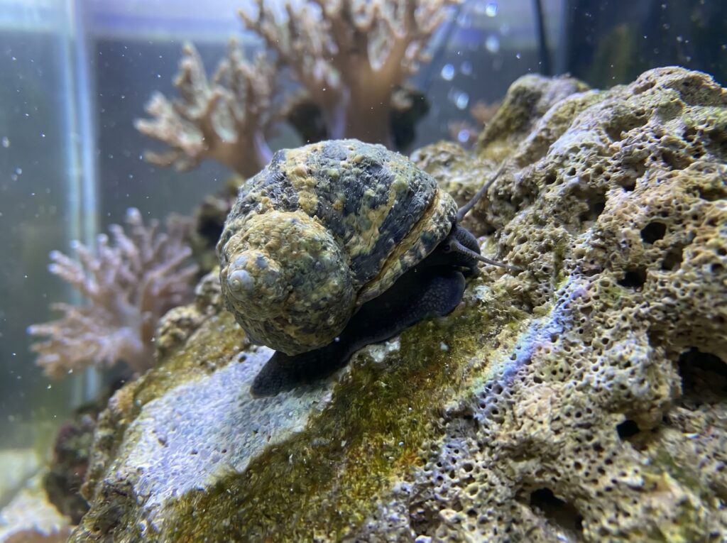 Large turbo snail grazing algae on live rock in a saltwater reef tank