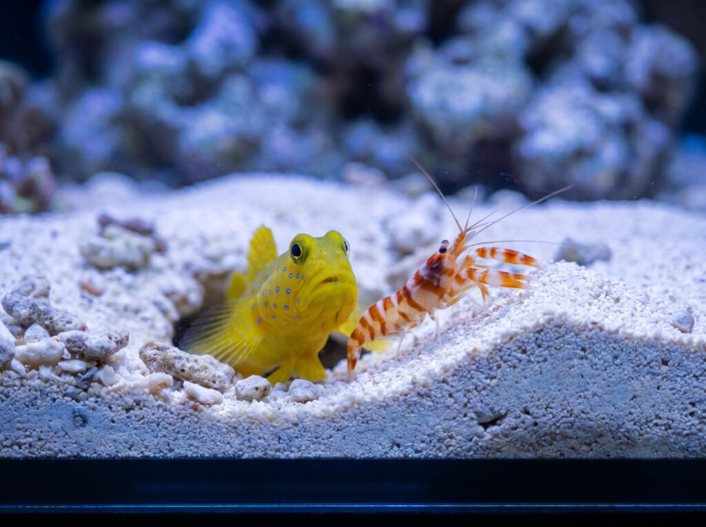 Yellow watchman goby and pistol shrimp at burrow entrance in reef tank